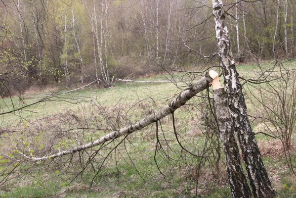 Ladomirov, 20.4.2015
Březový háj na vrchu Veľký Ščob.



Klíčová slova: Ladomirov Veľký Ščob Denticollis borealis