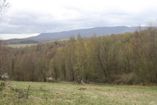 Ladomirov, 20.4.2015
Březový háj na vrchu Veľký Ščob, v pozadí východní svahy Vihorlatu.



Klíčová slova: Vihorlat Ladomirov Veľký Ščob Denticollis borealis