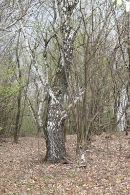 Ladomirov, 20.4.2015
Zarůstající pastevní les na vrchu Veľký Ščob.

Mots-clés: Ladomirov Veľký Ščob Denticollis borealis