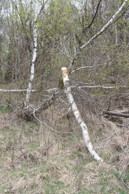 Ladomirov, 20.4.2015
Březový háj na vrchu Veľký Ščob.



Klíčová slova: Ladomirov Veľký Ščob Denticollis borealis