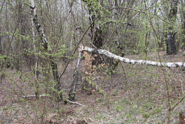 Ladomirov, 20.4.2015
Březový háj na vrchu Veľký Ščob.



Klíčová slova: Ladomirov Veľký Ščob Denticollis borealis