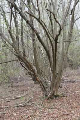 Ladomirov, 20.4.2015
Jívy v zarůstajícím pastevním lese na vrchu Veľký Ščob.



Klíčová slova: Ladomirov Veľký Ščob