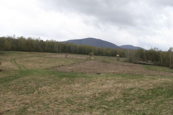 Ladomirov, 20.4.2015
Březový háj na vrchu Veľký Ščob, v Pozadí Vihorlat.


Klíčová slova: Ladomirov Veľký Ščob Actenicerus siaelandicus Ctenicera pectinicornis