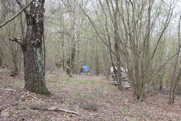 Ladomirov, 20.4.2015
Zarůstající pastevní les na vrchu Veľký Ščob.


Klíčová slova: Ladomirov Veľký Ščob Denticollis borealis