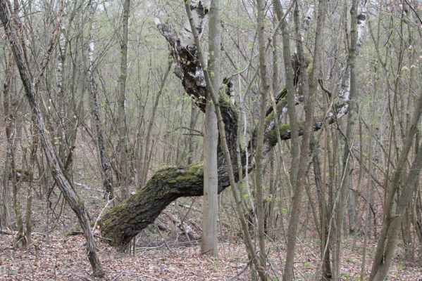 Ladomirov, 20.4.2015
Zarůstající pastevní les na vrchu Veľký Ščob.


Klíčová slova: Ladomirov Veľký Ščob Denticollis borealis