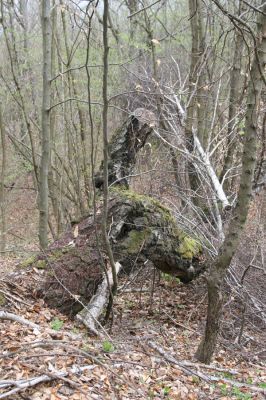 Ladomirov, 20.4.2015
Zarůstající pastevní les na vrchu Veľký Ščob.



Keywords: Ladomirov Veľký Ščob Denticollis borealis