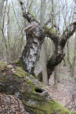Ladomirov, 20.4.2015
Zarůstající pastevní les na vrchu Veľký Ščob.



Klíčová slova: Ladomirov Veľký Ščob Denticollis borealis