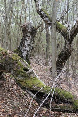 Ladomirov, 20.4.2015
Zarůstající pastevní les na vrchu Veľký Ščob.


Klíčová slova: Ladomirov Veľký Ščob Denticollis borealis