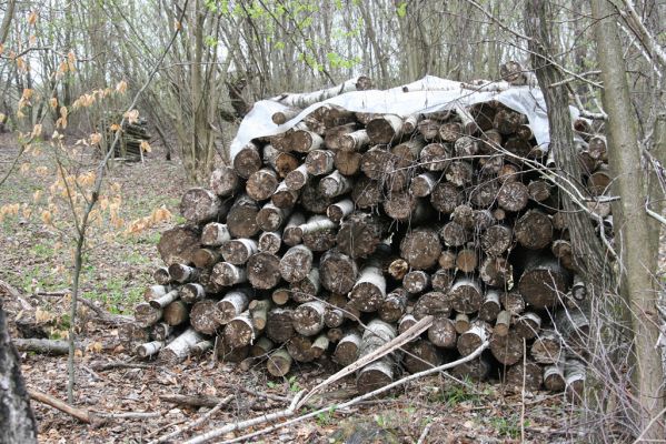 Ladomirov, 20.4.2015
Zarůstající pastevní les na vrchu Veľký Ščob. Sbírka dřevních hub.



Klíčová slova: Ladomirov Veľký Ščob Denticollis borealis