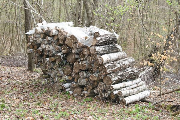 Ladomirov, 20.4.2015
Zarůstající pastevní les na vrchu Veľký Ščob. Sbírka dřevních hub.



Klíčová slova: Ladomirov Veľký Ščob Denticollis borealis