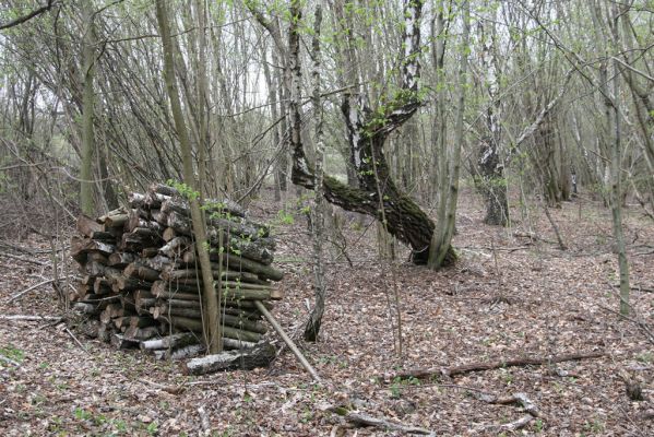 Ladomirov, 20.4.2015
Zarůstající pastevní les na vrchu Veľký Ščob.



Klíčová slova: Ladomirov Veľký Ščob Denticollis borealis