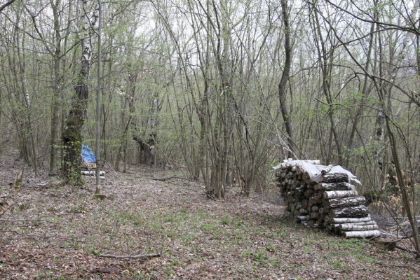 Ladomirov, 20.4.2015
Zarůstající pastevní les na vrchu Veľký Ščob.



Schlüsselwörter: Ladomirov Veľký Ščob Denticollis borealis
