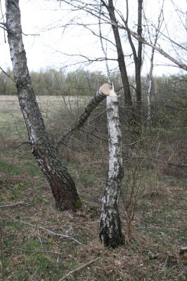 Ladomirov, 20.4.2015
Zarůstající pastevní les na vrchu Veľký Ščob.


Mots-clés: Ladomirov Veľký Ščob Denticollis borealis