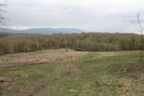 Ladomirov, 20.4.2015
Březový háj na vrchu Veľký Ščob, pohled na ukrajinskou hranici.


Keywords: Ladomirov Veľký Ščob Denticollis borealis