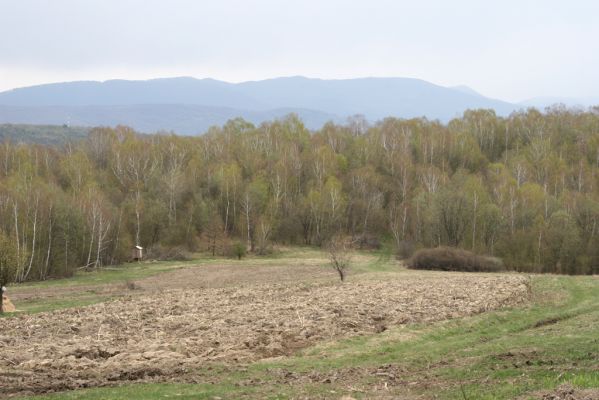 Ladomirov, 20.4.2015
Zarůstající pastevní les na vrchu Veľký Ščob.


Klíčová slova: Ladomirov Veľký Ščob Denticollis borealis