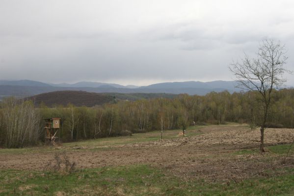 Ladomirov, 20.4.2015
Březový háj na vrchu Veľký Ščob, v pozadí ukrajinská hranice.



Klíčová slova: Ladomirov Veľký Ščob Denticollis borealis