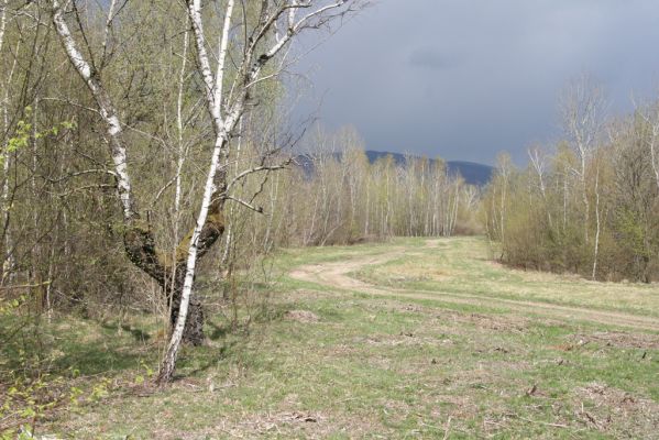 Ladomirov, 20.4.2015
Zarůstající pastevní les na vrchu Veľký Ščob.



Mots-clés: Ladomirov Veľký Ščob Denticollis borealis
