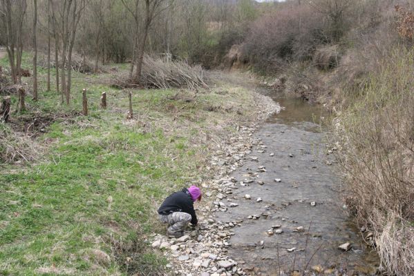 Ladomirov, 20.4.2015
Štěrkový břeh Luhu, biotop kovaříka Zorochros dermestoides.




Klíčová slova: Ladomirov Luh Zorochros dermestoides