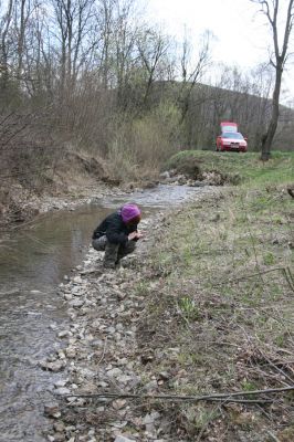Ladomirov, 20.4.2015
Štěrkový břeh Luhu, biotop kovaříka Zorochros dermestoides. 
Klíčová slova: Ladomirov Luh Zorochros dermestoides