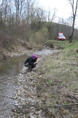 Ladomirov, 20.4.2015
Štěrkový břeh Luhu, biotop kovaříka Zorochros dermestoides. 
Schlüsselwörter: Ladomirov Luh Zorochros dermestoides