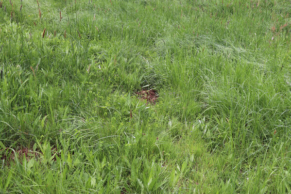 Lampertice, 2.6.2022
Dolní Lampertice, údolí Lampertického potoka.
Klíčová slova: Lampertice Lampertický potok Aplotarsus angustulus