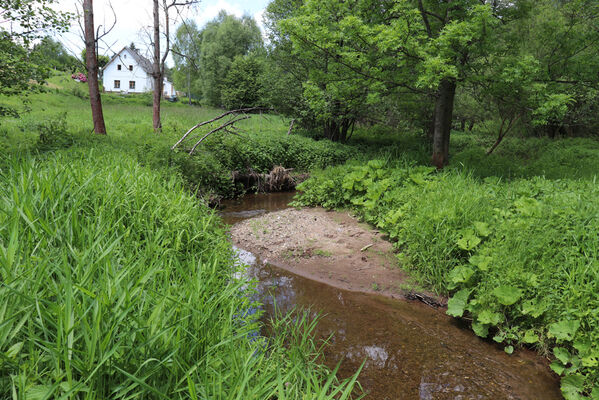 Lampertice, 2.6.2022
Dolní Lampertice, Lampertický potok.
Keywords: Lampertice Lampertický potok Aplotarsus angustulus