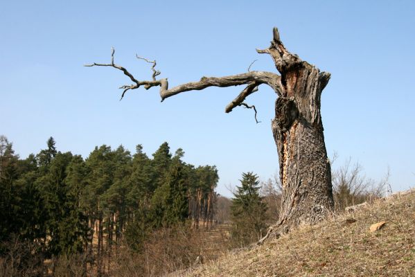 Lánská obora, 31.3.2009
Mrtvý dub na svahu západně od rybníka U Ručiček, s větším množstvím požerků a výletových otvorů tesaříka obrovského.
Mots-clés: Křivoklátsko Lánská obora Lánský potok dub Cerambyx cerdo U Ručiček