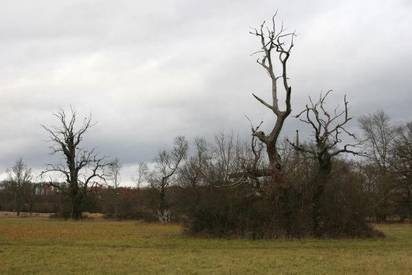 Břeclav - obora Soutok, 11.11.2015
Solitérní duby u zámečku Lány.
Keywords: Břeclav obora Soutok zámeček Lány Cardiophorus dolini gramineus Ampedus cardinalis