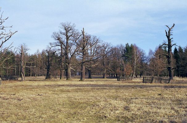 Lánská obora, 19.3.2003
Myší díra - pastevní les.
Mots-clés: Lánská obora Křivoklátsko Myší díra