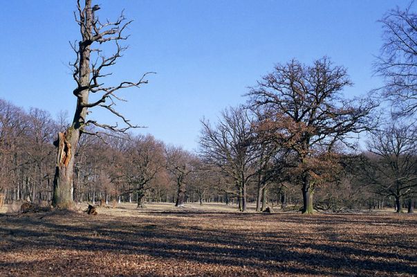 Lánská obora, 19.3.2003
U Červené kůlny - pastevní les.
Klíčová slova: Lánská obora Křivoklátsko U Červené kůlny