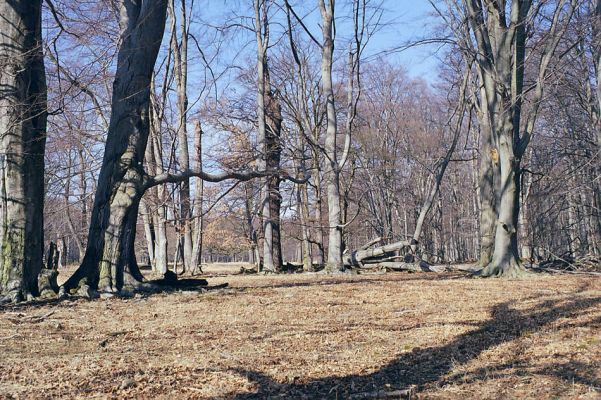 Lánská obora, 19.3.2003
U Červené kůlny - pastevní les.
Keywords: Lánská obora Křivoklátsko U Červené kůlny