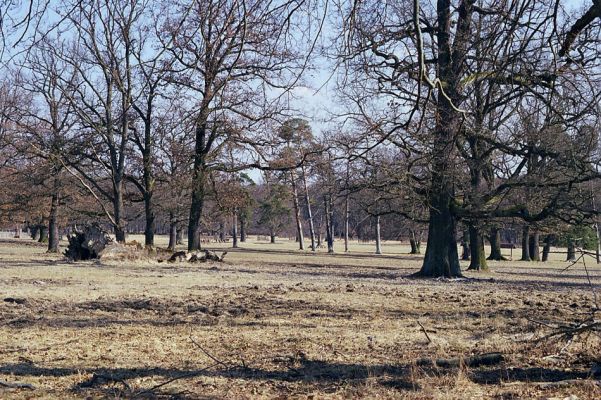 Lánská obora, 19.3.2003
U Červené kůlny - pastevní les.
Schlüsselwörter: Lánská obora Křivoklátsko U Červené kůlny