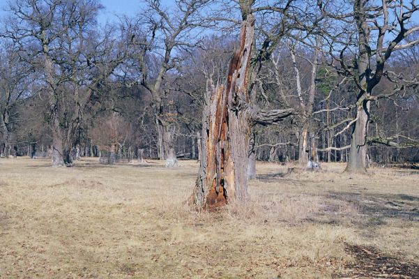 Lánská obora, 19.3.2003
U Červené kůlny - pastevní les.
Klíčová slova: Lánská obora Křivoklátsko U Červené kůlny