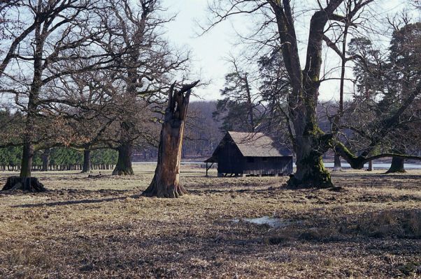 Lánská obora, 19.3.2003
U Červené kůlny - pohled na Kouglův rybník.
Klíčová slova: Lánská obora Křivoklátsko U Červené kůlny Kouglův rybník