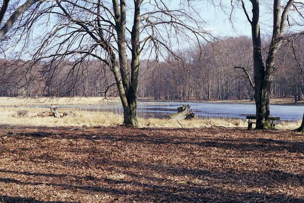 Lánská obora, 19.3.2003
U Červené kůlny - pohled na Kouglův rybník.
Keywords: Lánská obora Křivoklátsko U Červené kůlny Kouglův rybník