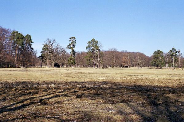 Lánská obora, 19.3.2003
U Červené kůlny - pastevní les. Pohled od Kouglova rybníka.
Schlüsselwörter: Lánská obora Křivoklátsko U Červené kůlny