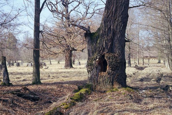 Lánská obora, 19.3.2003
Pastevní les u Spáleného dubu.
Mots-clés: Lánská obora Křivoklátsko U Spáleného dubu