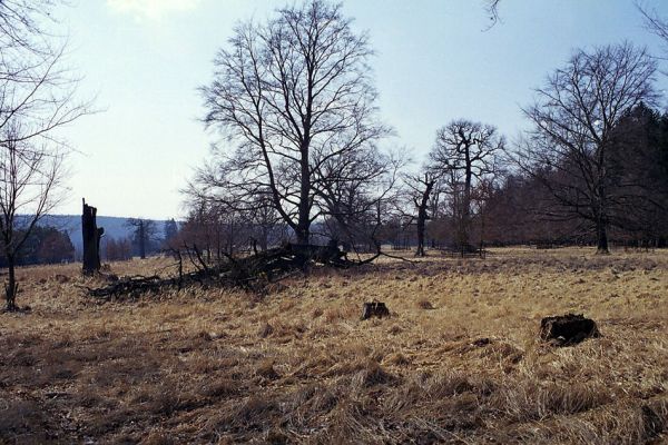 Lánská obora, 19.3.2003
Liščina - pastevní les.
Keywords: Lánská obora Křivoklátsko Liščina