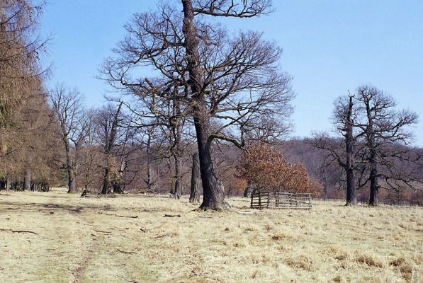 Lánská obora, 19.3.2003
Liščina - pastevní les.
Schlüsselwörter: Lánská obora Křivoklátsko Liščina