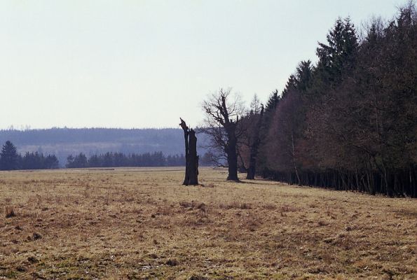 Lánská obora, 19.3.2003
Liščina - tři solitérní duby na okraji smrkové.
Klíčová slova: Lánská obora Křivoklátsko Liščina