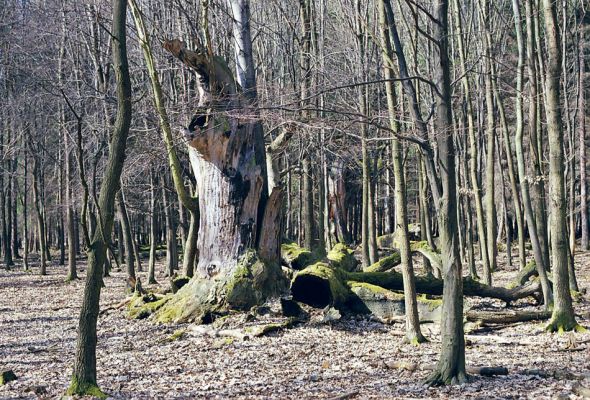 Lánská obora, 19.3.2003
Liščina - smutný pohled na torzo dubu na okraji plantáže introdukovaných dubů červených.
Klíčová slova: Lánská obora Křivoklátsko Liščina