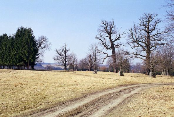 Lánská obora, 19.3.2003
Liščina - smrková alej v pastevním lese.
Schlüsselwörter: Lánská obora Křivoklátsko Liščina