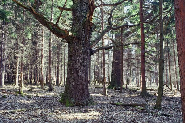 Lánská obora, 19.3.2003
Liščina - smutný pohled na duby uprostřed smrkové plantáže.
Keywords: Lánská obora Křivoklátsko Liščina