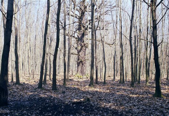 Lánská obora, 19.3.2003
Liščina - poslední mohykán uprostřed plantáže introdukovaných dubů červených.
Klíčová slova: Lánská obora Křivoklátsko Liščina