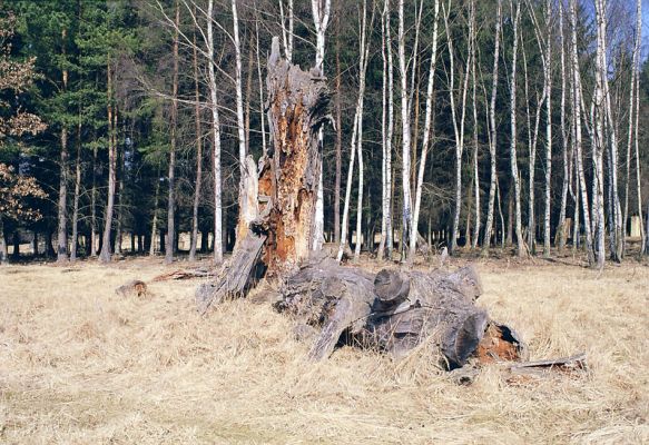 Lánská obora, 19.3.2003
Myší díra - padlý dub. 
Mots-clés: Lánská obora Křivoklátsko Myší díra Ampedus praeustus