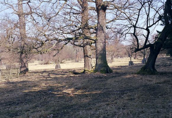 Lánská obora, 19.3.2003
Myší díra - pastevní les.
Klíčová slova: Lánská obora Křivoklátsko Myší díra Limoniscus violaceus