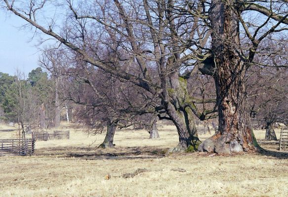 Lánská obora, 1.4.1997
Myší díra - pastevní les.
Keywords: Lánská obora Křivoklátsko Myší díra Limoniscus violaceus