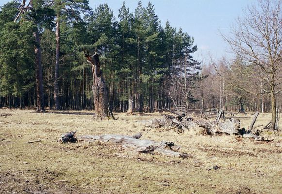 Lánská obora, 19.3.2003
Myší díra - pastevní les. Torzo dubu před smrkovou plantáží.
Klíčová slova: Lánská obora Křivoklátsko Myší díra Cerambyx cerdo