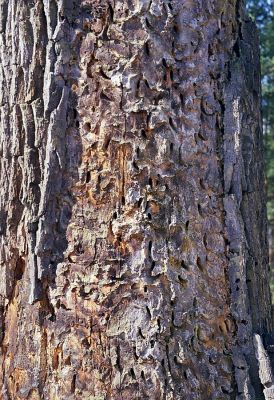 Lánská obora, 19.3.2003
Myší díra - torzo dubu s požerky tesaříka Cerambyx cerdo.
Klíčová slova: Lánská obora Křivoklátsko Myší díra Cerambyx cerdo