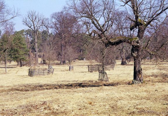 Lánská obora, 19.3.2003
Myší díra - pastevní les.
Schlüsselwörter: Lánská obora Křivoklátsko Myší díra